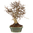 Carpinus coreana, 27 cm, ± 20 years old