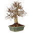 Carpinus coreana, 27 cm, ± 20 jaar oud