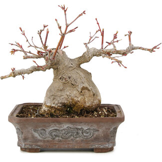 Acer palmatum, 17 cm, ± 20 jaar oud