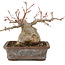 Acer palmatum, 17 cm, ± 20 jaar oud