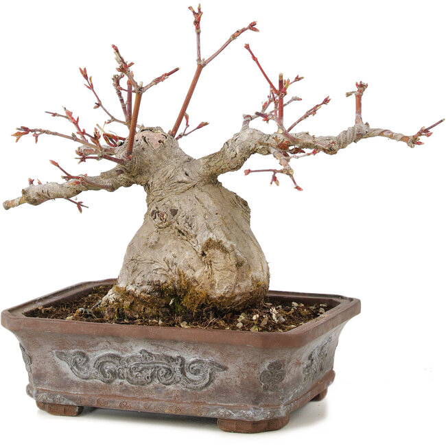 Acer palmatum, 17 cm, ± 20 jaar oud