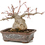 Acer palmatum, 17 cm, ± 20 jaar oud