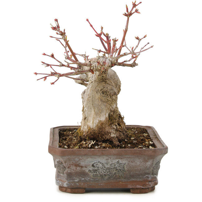 Acer palmatum, 17 cm, ± 20 anni