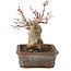 Acer palmatum, 17 cm, ± 20 jaar oud