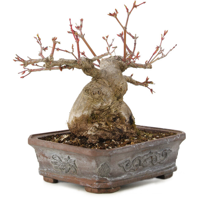 Acer palmatum, 17 cm, ± 20 jaar oud