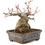 Acer palmatum, 17 cm, ± 20 jaar oud