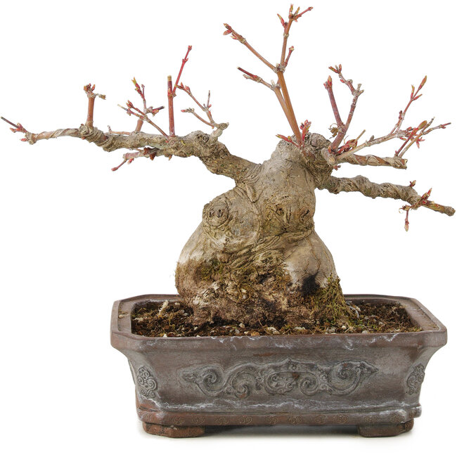 Acer palmatum, 17 cm, ± 20 ans