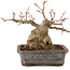 Acer palmatum, 17 cm, ± 20 ans