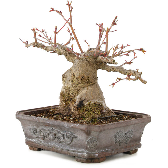 Acer palmatum, 17 cm, ± 20 años