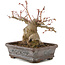 Acer palmatum, 17 cm, ± 20 jaar oud