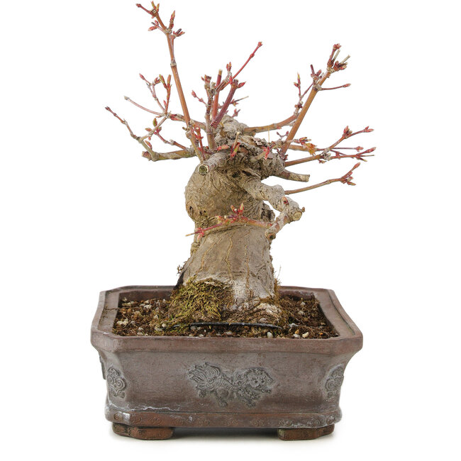 Acer palmatum, 17 cm, ± 20 years old