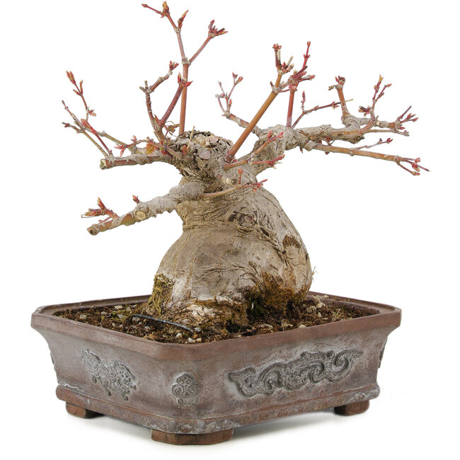 Acer palmatum, 17 cm, ± 20 jaar oud