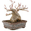 Acer palmatum, 17 cm, ± 20 jaar oud