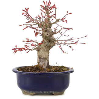 Acer palmatum, 21 cm, ± 22 jaar oud