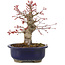 Acer palmatum, 21 cm, ± 22 jaar oud