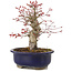 Acer palmatum, 21 cm, ± 22 jaar oud