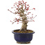 Acer palmatum, 21 cm, ± 22 jaar oud