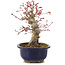 Acer palmatum, 21 cm, ± 22 Jahre alt