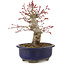 Acer palmatum, 21 cm, ± 22 jaar oud