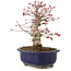 Acer palmatum, 21 cm, ± 22 jaar oud