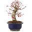 Acer palmatum, 21 cm, ± 22 jaar oud