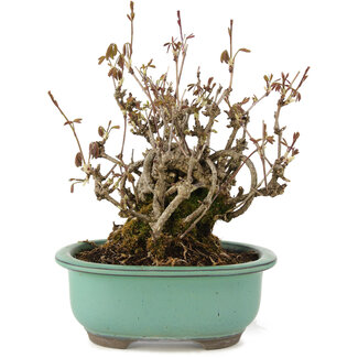 Akebia quinata, 20 cm, ± 20 Jahre alt