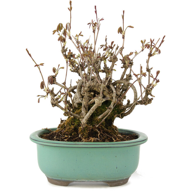 Akebia quinata, 20 cm, ± 20 años, con flores moradas