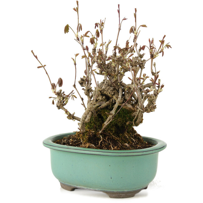 Akebia quinata, 20 cm, ± 20 años, con flores moradas