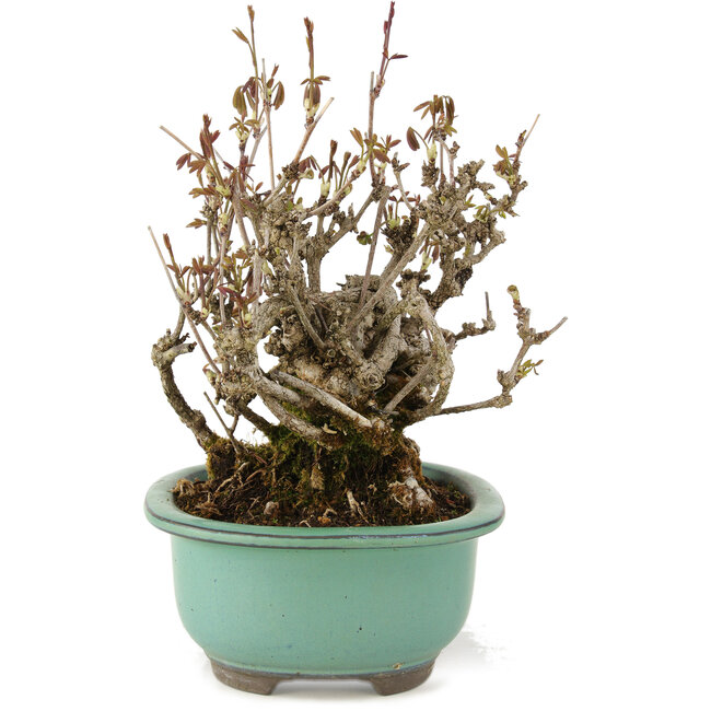 Akebia quinata, 20 cm, ± 20 Jahre alt, mit violetten Blüten