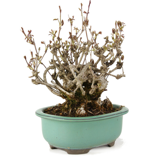 Akebia quinata, 20 cm, ± 20 Jahre alt, mit violetten Blüten