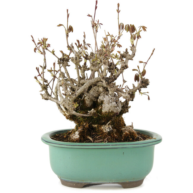 Akebia quinata, 20 cm, ± 20 Jahre alt, mit violetten Blüten