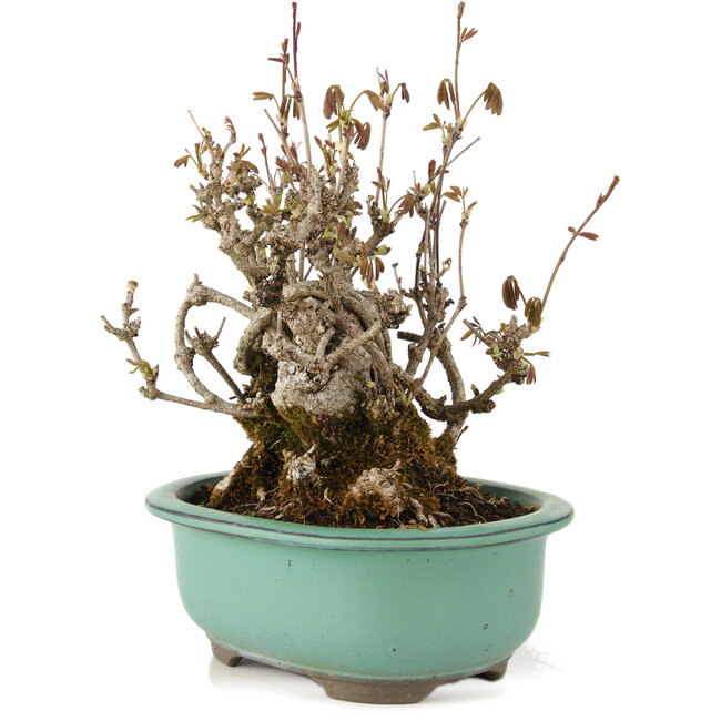 Akebia quinata, 20 cm, ± 20 años, con flores moradas