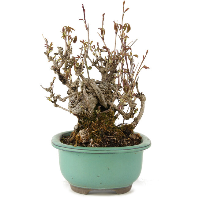 Akebia quinata, 20 cm, ± 20 ans, à fleurs violettes