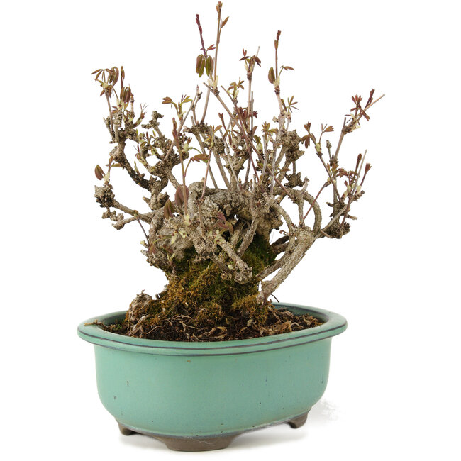 Akebia quinata, 20 cm, ± 20 años, con flores moradas