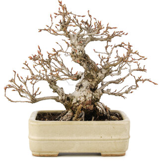  Hattori Tomoyuki Carpinus coreana, 22 cm, ± 35 jaar oud
