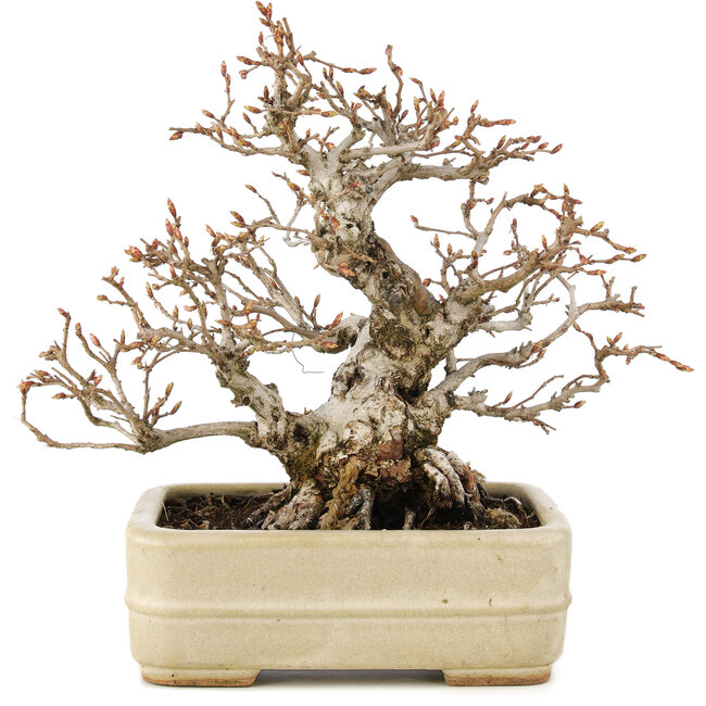 Carpinus coreana, 22 cm, ± 35 años, en una olla japonesa hecha a mano por Hattori