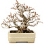 Carpinus coreana, 22 cm, ± 35 ans, dans un pot japonais fait main par Hattori
