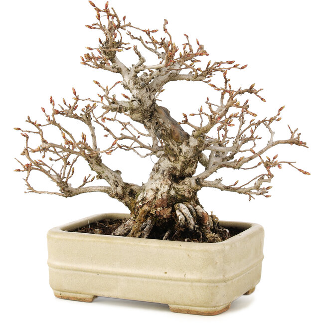 Carpinus coreana, 22 cm, ± 35 jaar oud, in handgemaakte Japanse pot van Hattori
