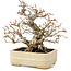 Carpinus coreana, 22 cm, ± 35 ans, dans un pot japonais fait main par Hattori