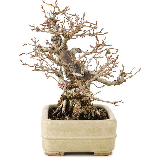 Carpinus coreana, 22 cm, ± 35 years old, in a handmade Japanese pot by Hattori
