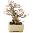 Carpinus coreana, 22 cm, ± 35 ans, dans un pot japonais fait main par Hattori