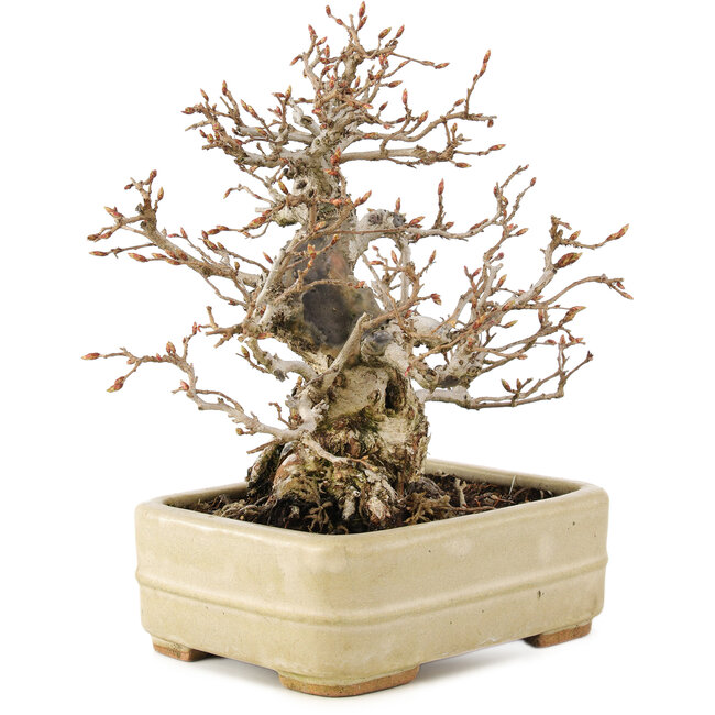 Carpinus coreana, 22 cm, ± 35 anni, in un vaso giapponese fatto a mano da Hattori
