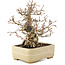 Carpinus coreana, 22 cm, ± 35 ans, dans un pot japonais fait main par Hattori