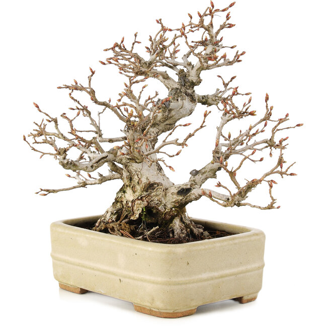 Carpinus coreana, 22 cm, ± 35 ans, dans un pot japonais fait main par Hattori