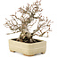 Carpinus coreana, 22 cm, ± 35 ans, dans un pot japonais fait main par Hattori