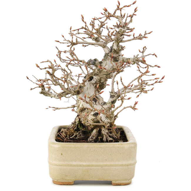 Carpinus coreana, 22 cm, ± 35 anni, in un vaso giapponese fatto a mano da Hattori