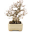 Carpinus coreana, 22 cm, ± 35 years old, in a handmade Japanese pot by Hattori