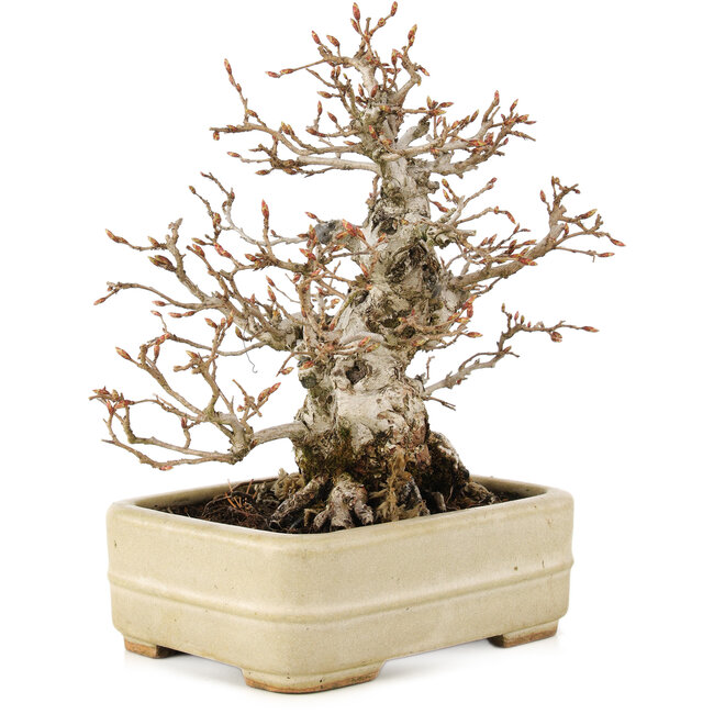 Carpinus coreana, 22 cm, ± 35 Jahre alt, in einem handgefertigten japanischen Topf von Hattori