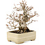 Carpinus coreana, 22 cm, ± 35 years old, in a handmade Japanese pot by Hattori