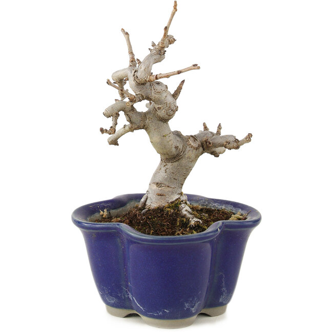 Pourthiaea villosa, 12,5 cm, ± 6 anni